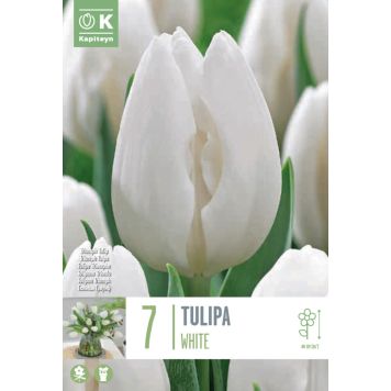 Kapiteyn blomsterløg tulipan Single White 7 stk. 