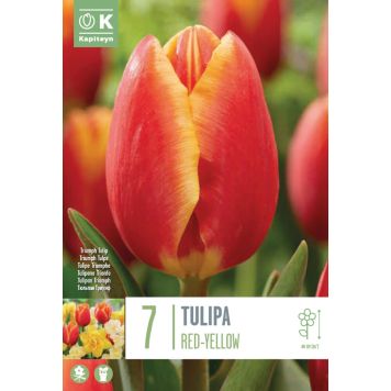 Kapiteyn blomsterløg tulipan Single Red-Yellow 7 stk. 