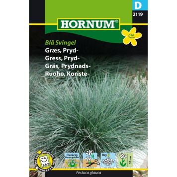 Hornum plantefrø prydgræs Blå Svingel