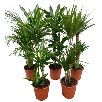 Grønne stueplanter indendørs H1,25-1,5 m flere sorter