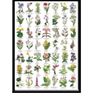 LaFinesse indrammet billede Natur 30x42 cm assorteret