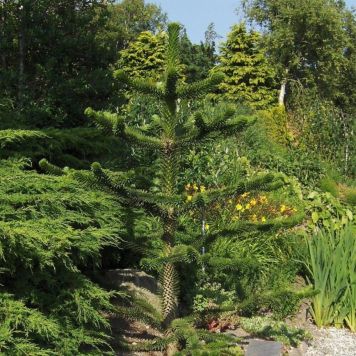 Abernes skræk Araucaria Araucana 70-80 cm