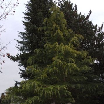 Himalayaceder Cedrus Deodara 125-150 cm