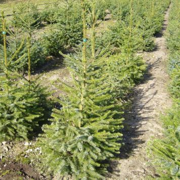 Serbisk gran Picea Omorika 80-100 cm