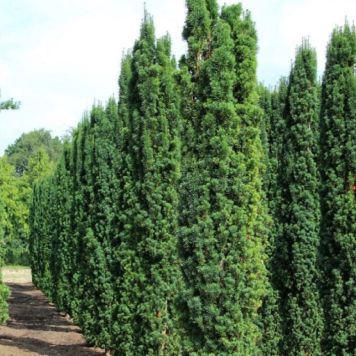 Søjletaks Taxus Baccata 'Fastigiata' 125-150 cm