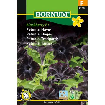 Hornum blomsterfrø Petunia Have Blackberry F1
