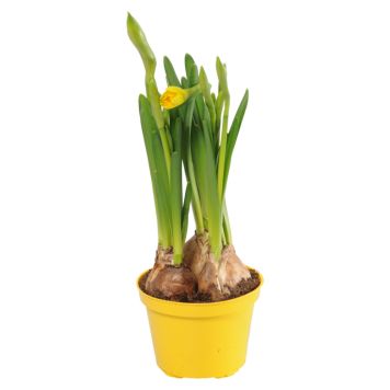 Påskelilje mini 'Tete a Tete' med 3 løg Ø9 cm potte