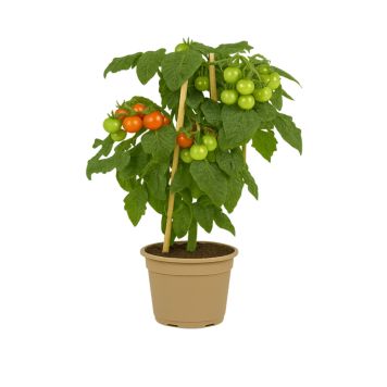 Cherrytomat Red Robin 'Solanum lycopersicum' Ø11,5 cm potte