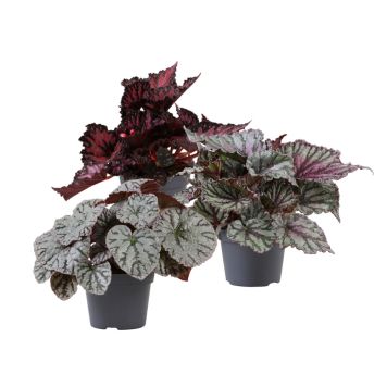 Begonia Rex ‘Merry Christmas’ Ø12 cm potte - flere farver