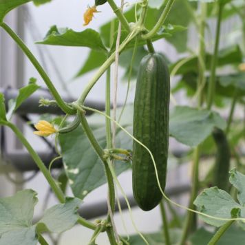 Skoleagurk 'Cucumis sativus' økologi Ø11,5 cm potte