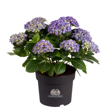 Hortensia Hydrangea Ø21 cm potte - flere farver