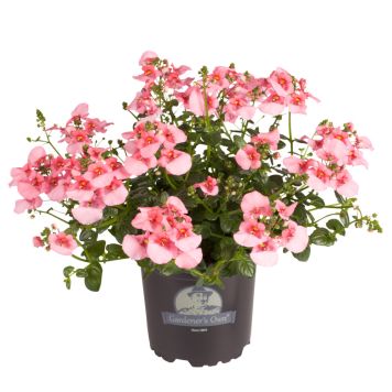 Diascia Ø11 cm potte - flere farver