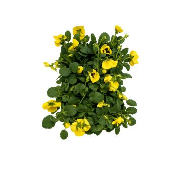 Hornviol Viola cornuta bakke med 6 stk. - flere farver