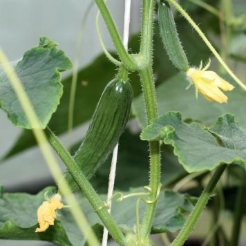 Baby-agurk ‘Cucumis Rom' økologi Ø11,5 cm potte