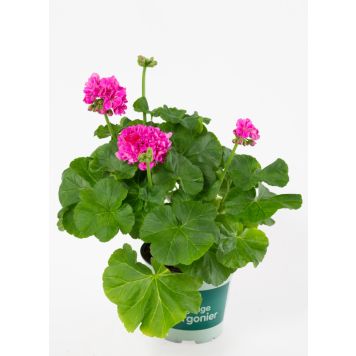 Pelargonium Royale Ø12 cm potte - flere farver