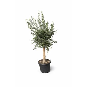 Oliventræ Olea europaea H170-180 cm