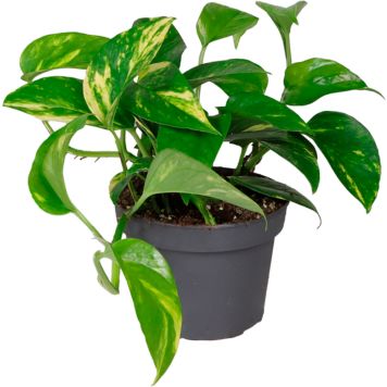 Philodendron Ø12 cm - flere varianter