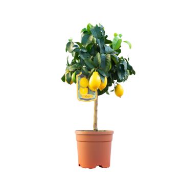 Citrontræ Ø24 cm potte