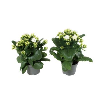 Kalanchoe hvid Ø10,5 cm potte
