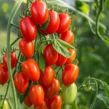 Blommetomat San Marzano 'Lycopersiocon' økologi Ø11,5 cm potte