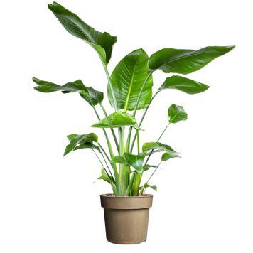 Paradisfugl Strelitzia Nicolai Ø24 cm