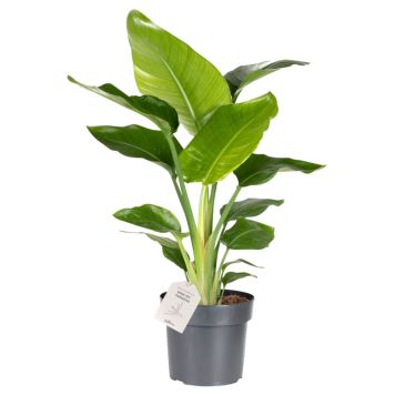 Paradisfugl Strelitzia nicolai Ø17 cm potte