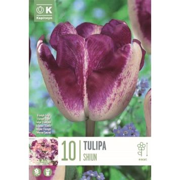 Kapiteyn blomsterløg tulipan Shiun 10 stk.