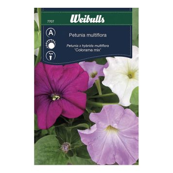 Weibulls blomsterfrø petunia Colorama mix