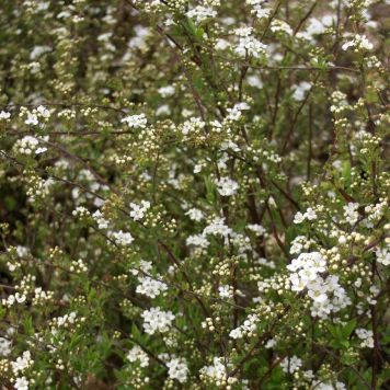 Hæk Spiraea Cinerea Grefshaim 30-50 cm 10 stk