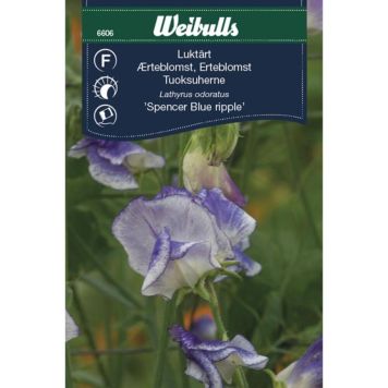 Weibulls blomsterfrø ærteblomst Spencer Blue Ripple