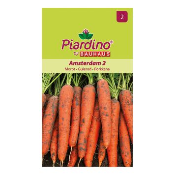 Piardino gulerod Amsterdam 2