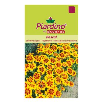 Piardino blomsterfrø fløjlsblomst Pascal 