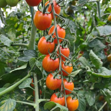 Cherrytomat Aura Krebs 11,5 cm potte