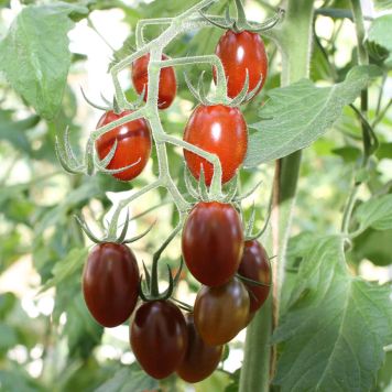 Blommetomat Brown Tasty 'Lycopersiocon esculentum' økologi Ø11,5 cm potte