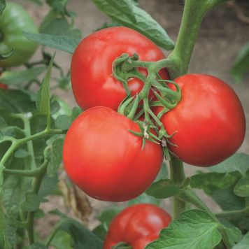 Tomat Gemini 'Lycopersicon esculentum' økologi Ø11,5 cm potte