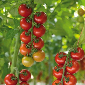 Cocktailtomat Aranka 'Lycopersicon esculentum' økologi Ø11,5 cm potte