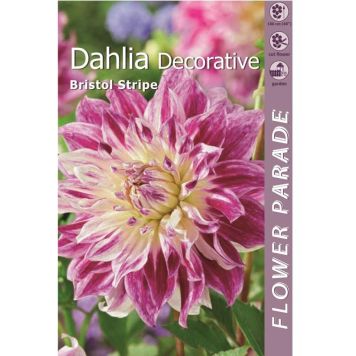Kapiteyn blomsterløg dahlia Decorativ Pink Purple 1 stk.