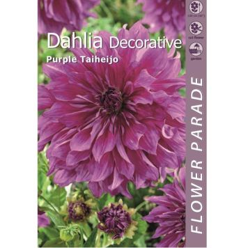 Kapiteyn blomsterløg dahlia Decorativ Purple 1 stk.