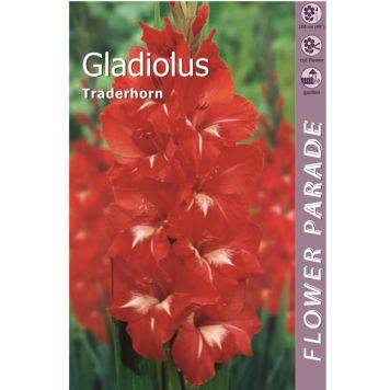 Kapiteyn blomsterløg gladiolus Red 7 stk.