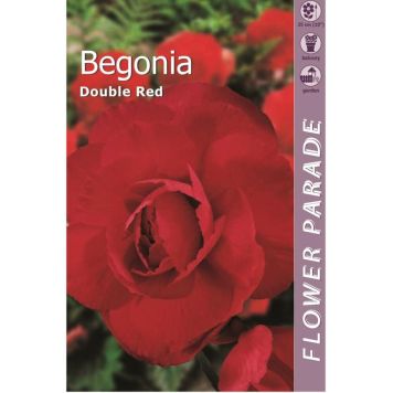 Kapiteyn blomsterløg begonia Double Red 1 stk. 