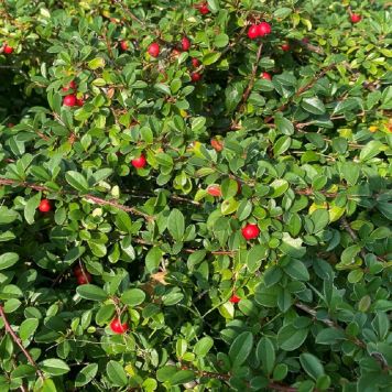 Dværgmispel Cotoneaster 'Coral Beauty' 15-30 cm 10 stk.