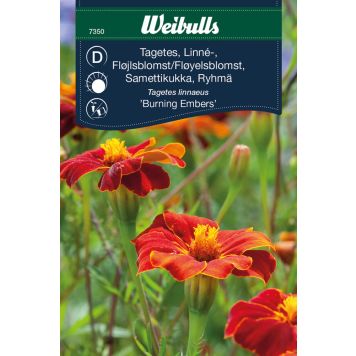 Weibulls blomsterfrø tagetes Linné Burning Embers 