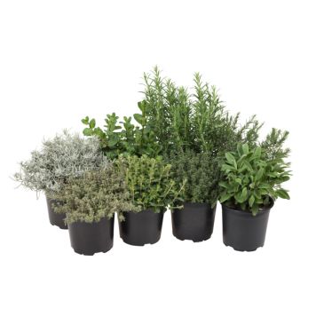 Italienske krydderurter Ø14 cm potte - flere varianter