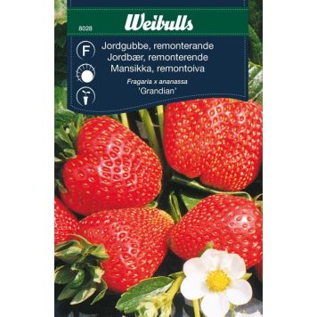 Weilbulls frugtfrø jordbær Grandian 