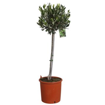 Oliventræ Olea opstammet Ø20 cm potte - flere varianter