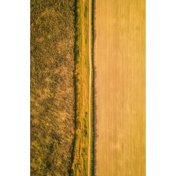 InEx World of Art akustik mark gul 20x800x1220 mm