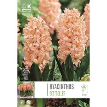 Kapiteyn blomsterløg hyacinth Bestseller 4 stk.