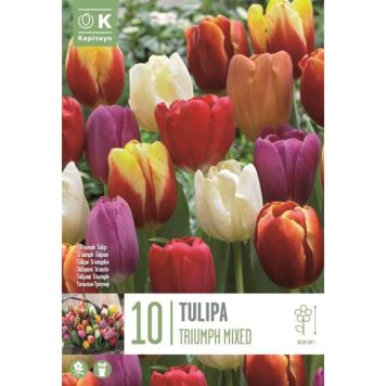Kapiteyn blomsterløg tulipan Triumph Mixed 10 stk. 