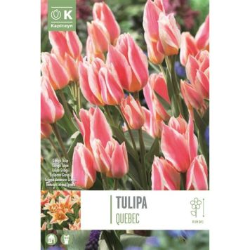 Kapiteyn blomsterløg tulipan Greigii Quebec 10 stk.