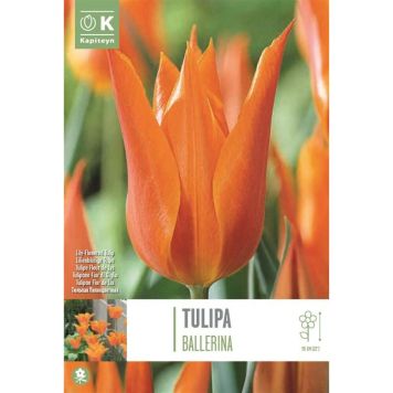 Kapiteyn blomsterløg tulipan Lily Ballerina 8 stk. 